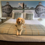 A dog on a bed at Mercure Hull Grange Park Hotel