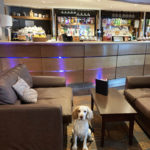 A dog in the lounge at Mercure Hull Grange Park Hotel