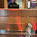 A dog in the reception at Mercure Hull Grange Park Hotel